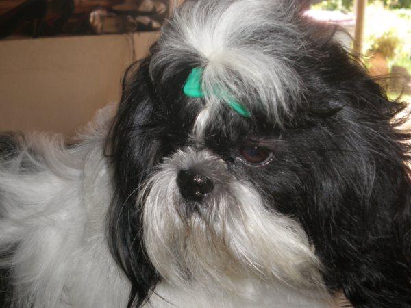 Publication : du domaine de Josseaud Auteur : Bernabe