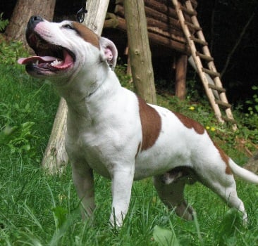 Publication : American Blue Bubble