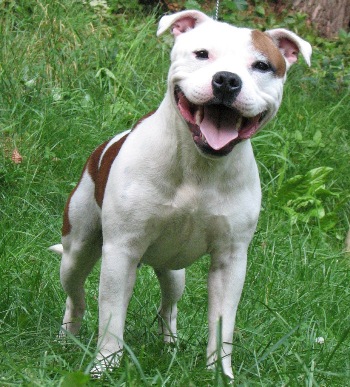 Publication : American Blue Bubble