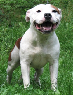 Publication : American Blue Bubble