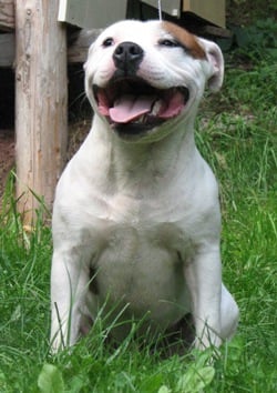 Publication : American Blue Bubble