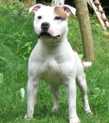 Publication : American Blue Bubble