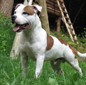 Publication : American Blue Bubble