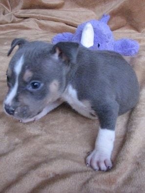 Chiot Elevage American Blue Bubble Eleveur De Chiens American Staffordshire Terrier Chiot Elevage American Blue Bubble Eleveur De Chiens American Staffordshire Terrier