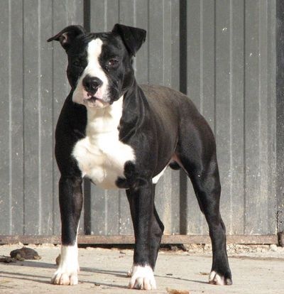 chiot American Staffordshire Terrier American Blue Bubble