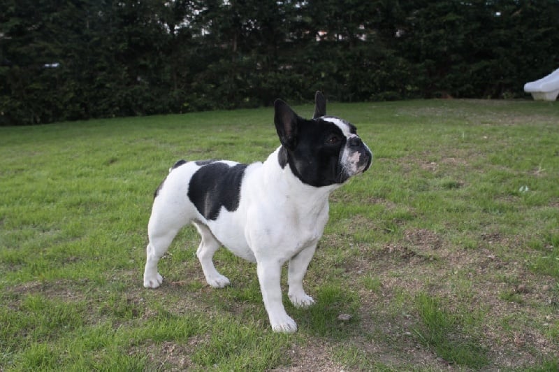 Habigaelle louise Du golden child. - 2ème Excellent en classe ouverte femelle Caille