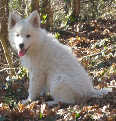 Les chiots de Berger Blanc Suisse