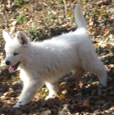 Les chiots de Berger Blanc Suisse