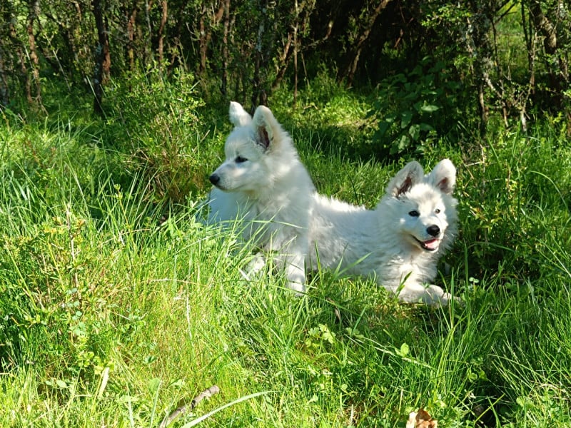Berger Blanc Suisse - d'Antras du Biros