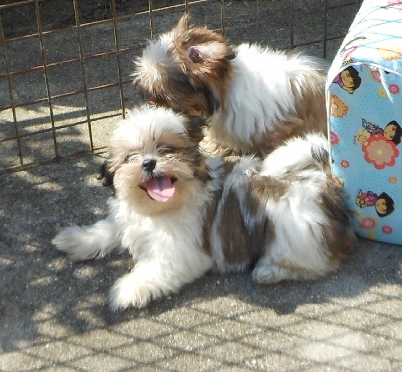 Publication : Pequelet des verdieres