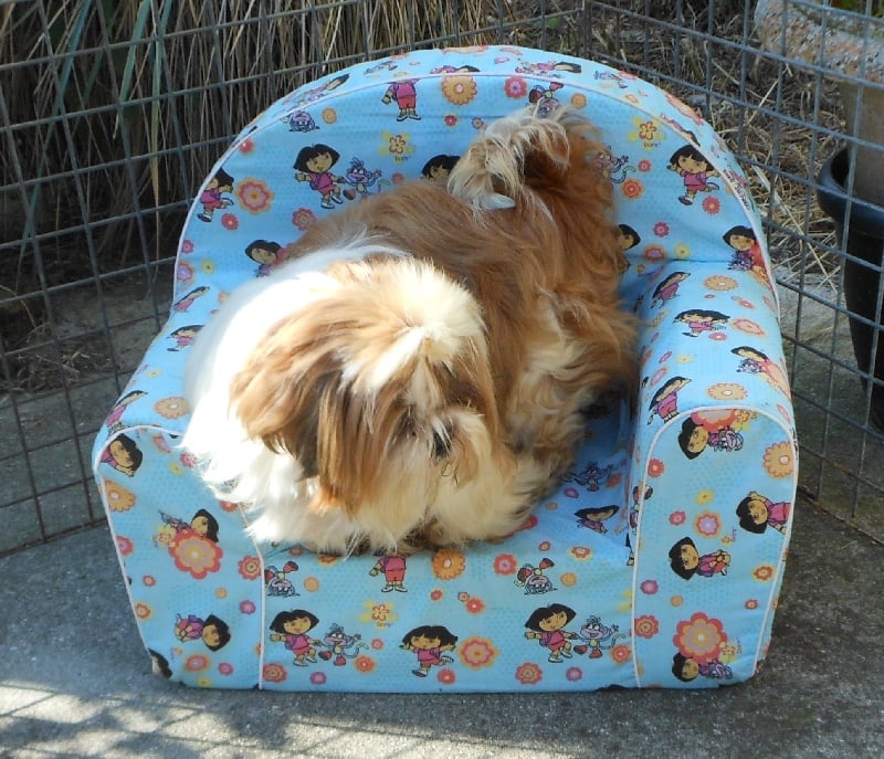 Publication : Pequelet des verdieres