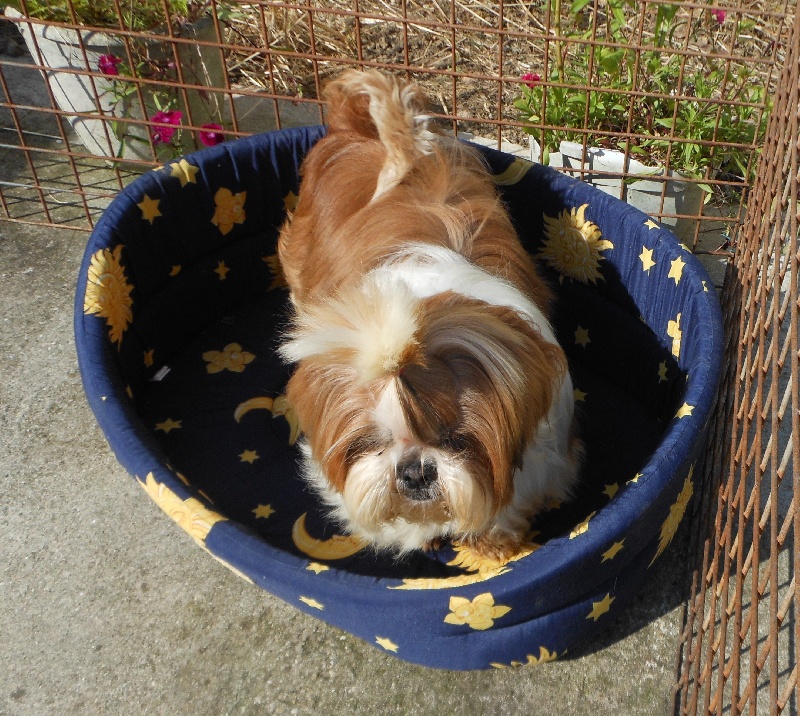 Publication : Pequelet des verdieres