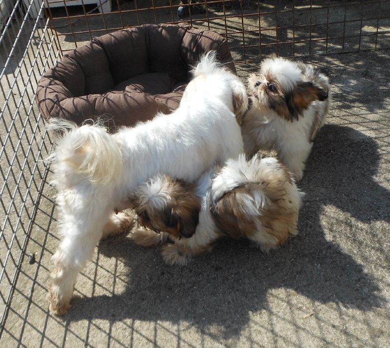 Publication : Pequelet des verdieres