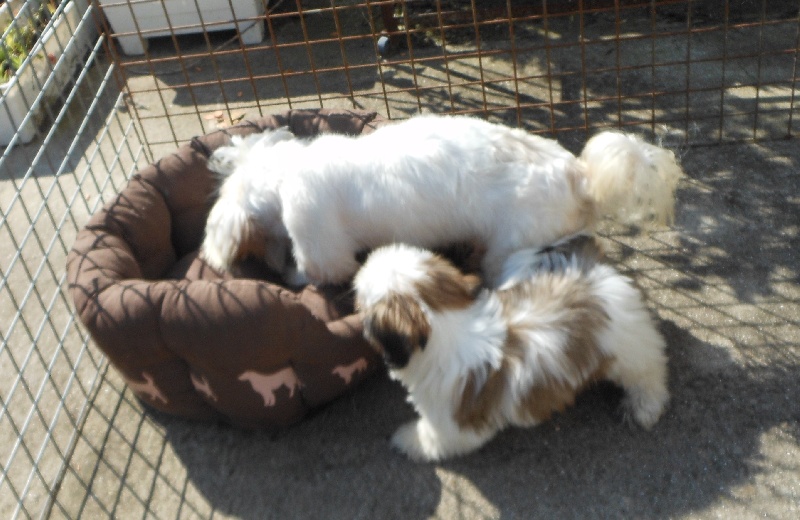 Publication : Pequelet des verdieres