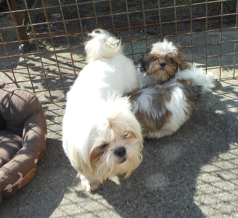 Publication : Pequelet des verdieres