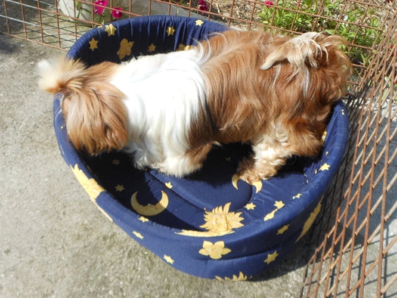 Publication : Pequelet des verdieres