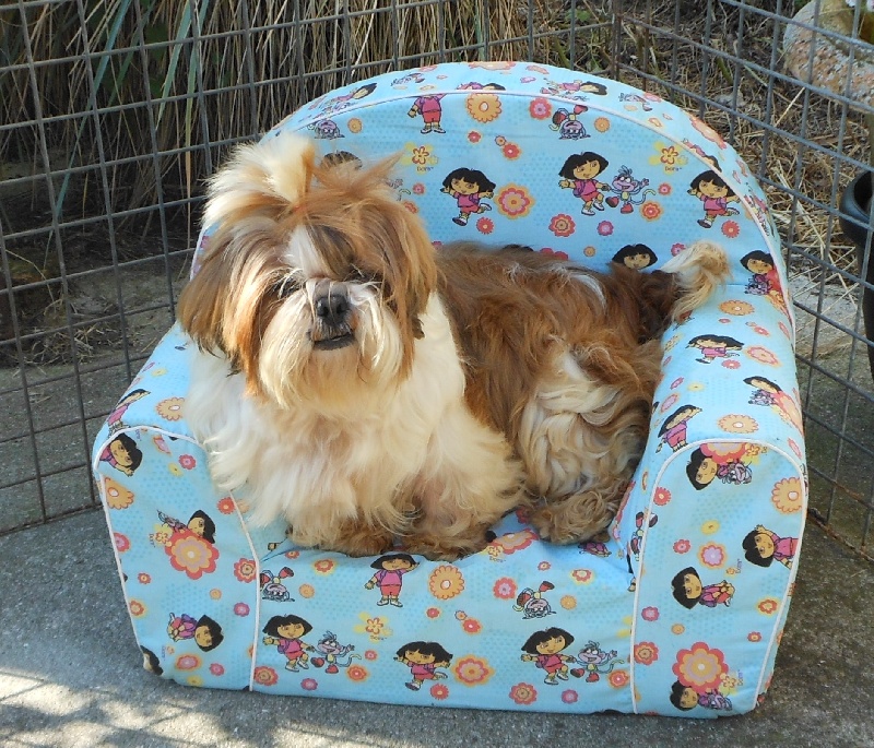 Publication : Pequelet des verdieres