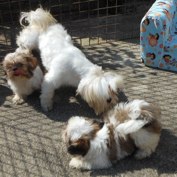 Publication : Pequelet des verdieres