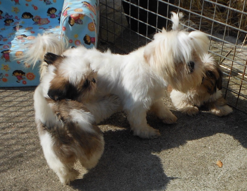 Publication : Pequelet des verdieres