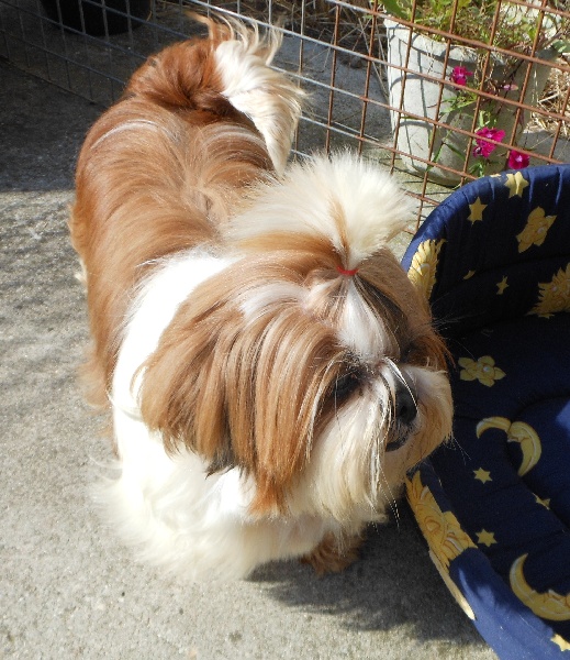 Publication : Pequelet des verdieres