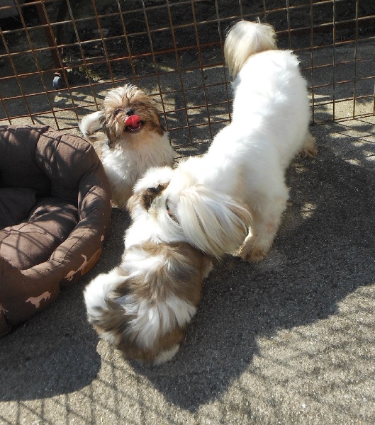 Publication : Pequelet des verdieres