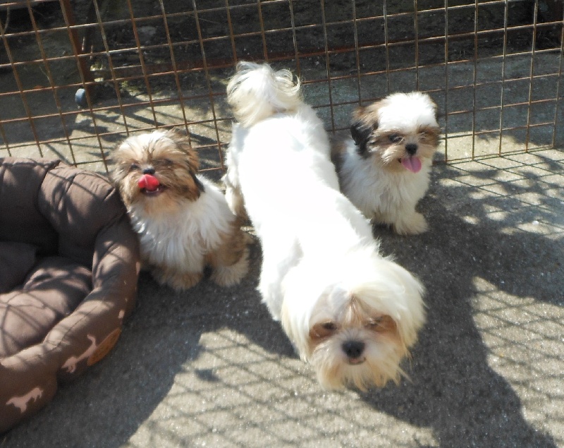 Publication : Pequelet des verdieres