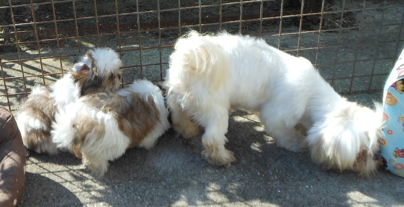 Publication : Pequelet des verdieres