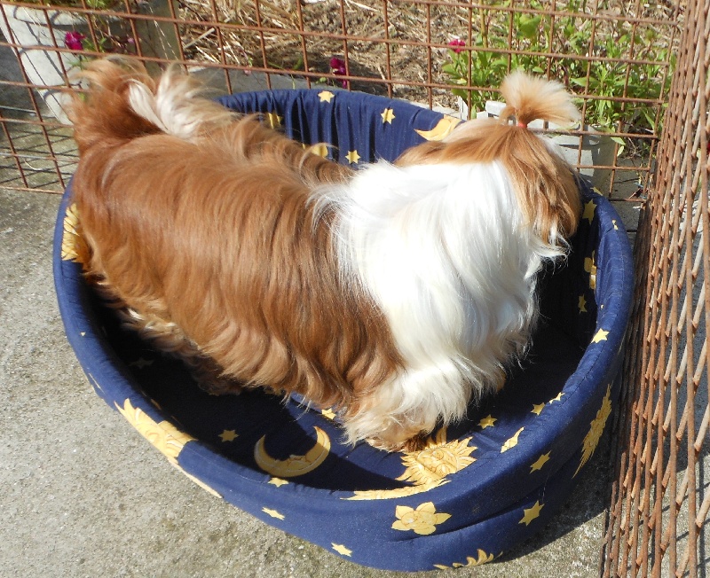 Publication : Pequelet des verdieres