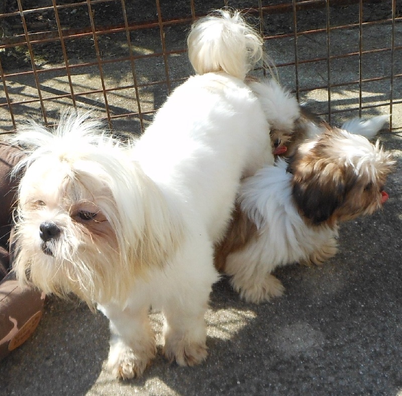 Publication : Pequelet des verdieres