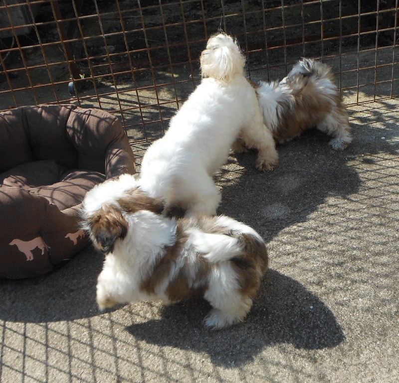 Publication : Pequelet des verdieres