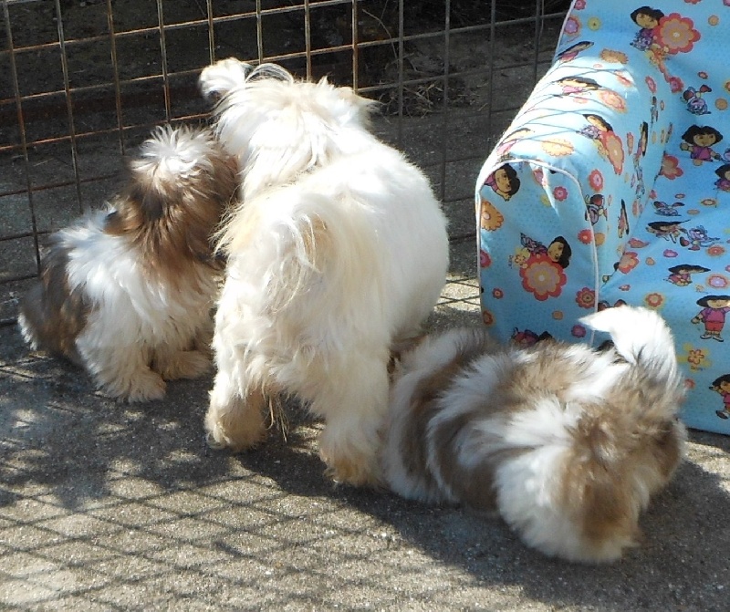 Publication : Pequelet des verdieres