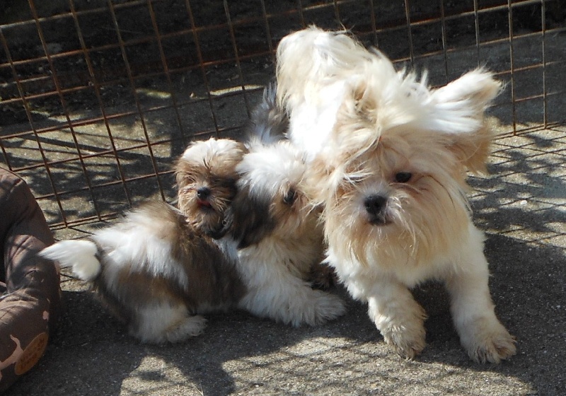 Publication : Pequelet des verdieres