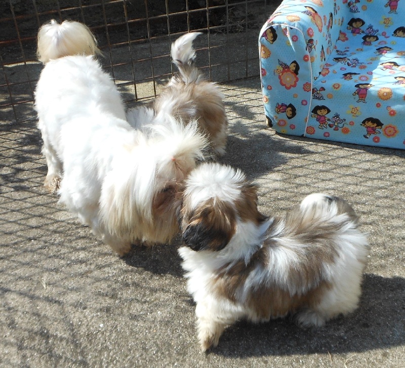 Publication : Pequelet des verdieres