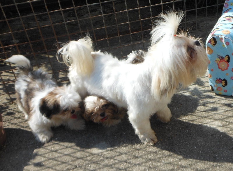 Publication : Pequelet des verdieres