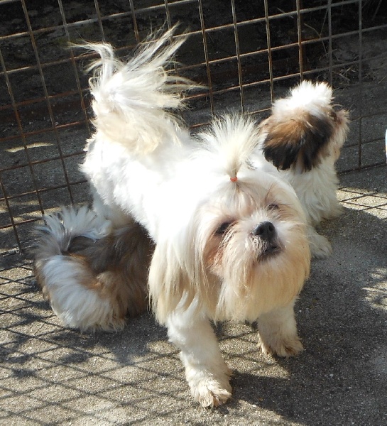 Publication : Pequelet des verdieres