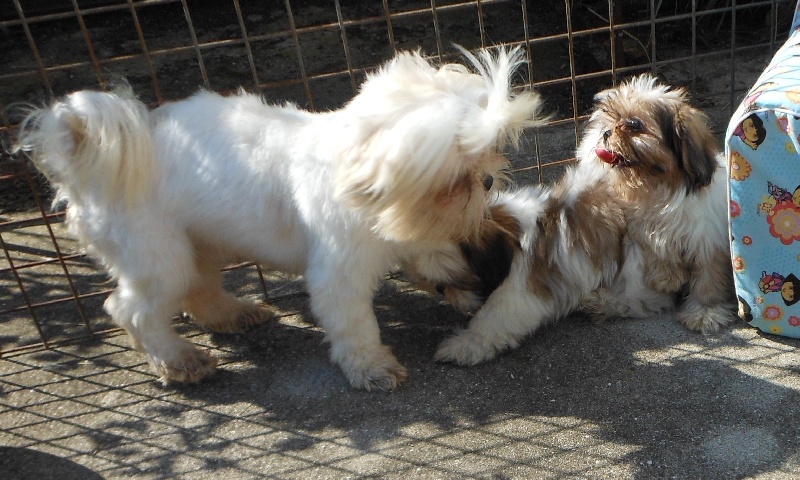 Publication : Pequelet des verdieres