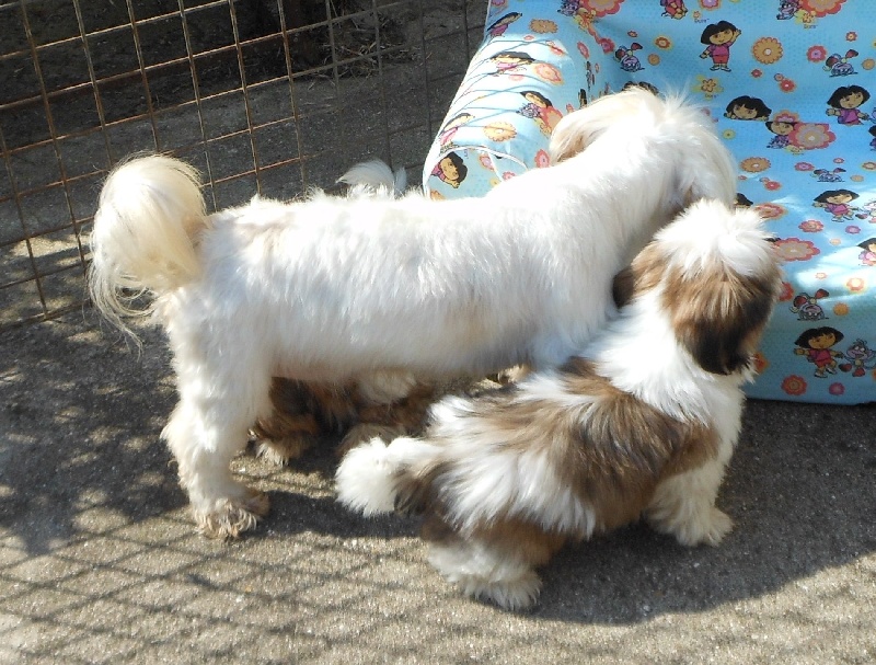 Publication : Pequelet des verdieres