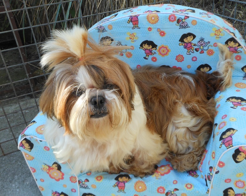 Publication : Pequelet des verdieres