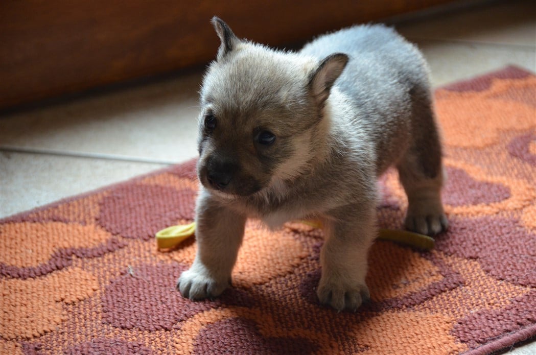 Collier jaune