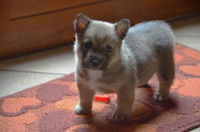 Les chiots de Spitz des Visigoths