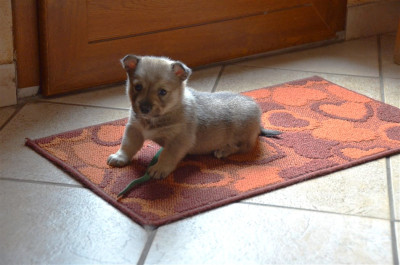 Les chiots de Spitz des Visigoths