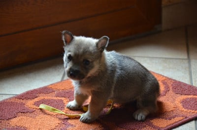 Les chiots de Spitz des Visigoths
