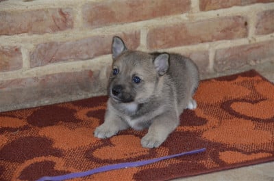 Les chiots de Spitz des Visigoths