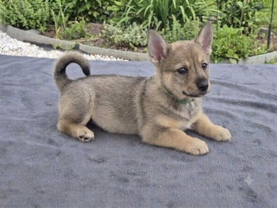 Les chiots de Spitz des Visigoths