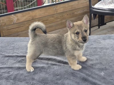 Les chiots de Spitz des Visigoths