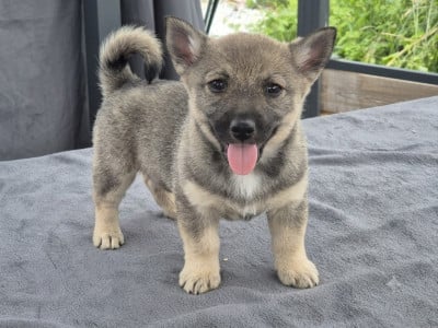 Les chiots de Spitz des Visigoths