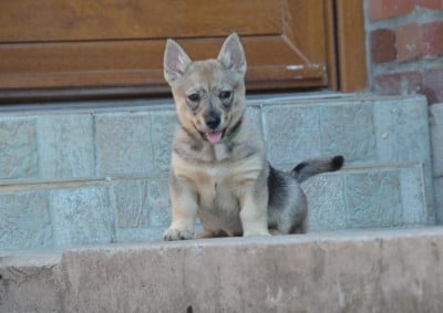 Les chiots de Spitz des Visigoths