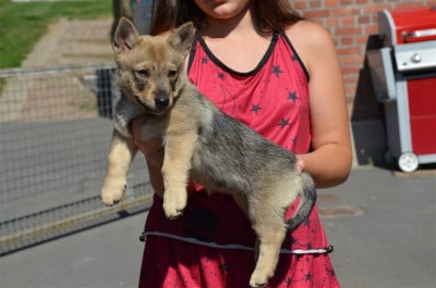 Les chiots de Spitz des Visigoths