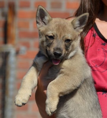 Les chiots de Spitz des Visigoths