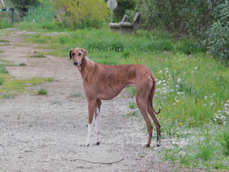 Chien Azawakh C Aslane Kel Arawane Nefta
